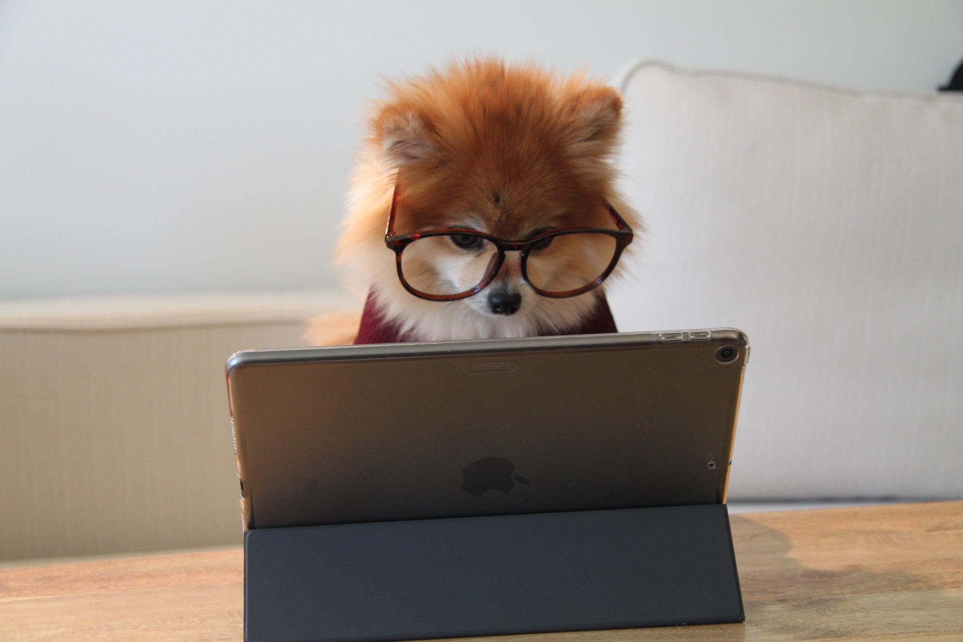 A dog wearing glasses looking at a shopify refund report